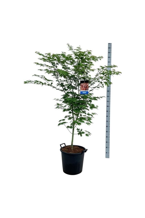 Esdoorn Acer North Wind ®