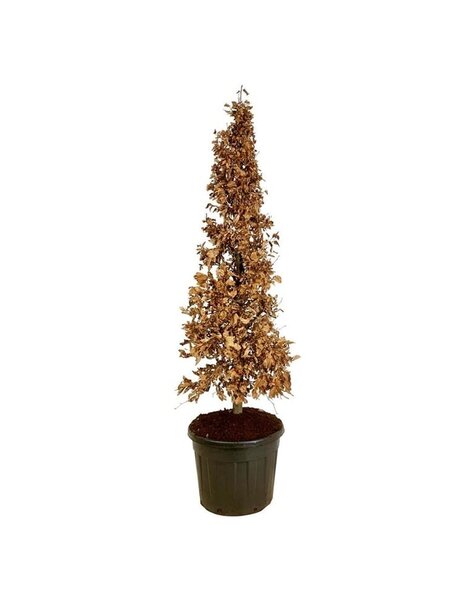 Fagus