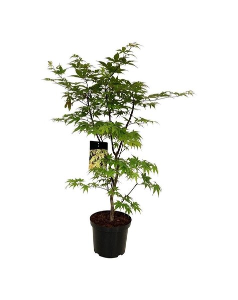 Acer