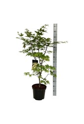 Esdoorn Acer Osakazuki