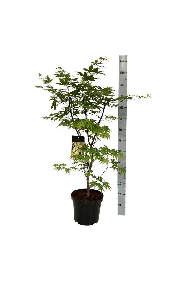 Esdoorn Acer Osakazuki
