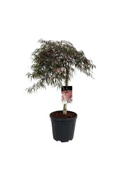 Esdoorn Acer Garnet