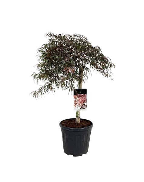 Acer