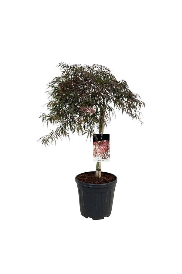 Esdoorn Acer Garnet