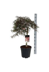 Esdoorn Acer Garnet