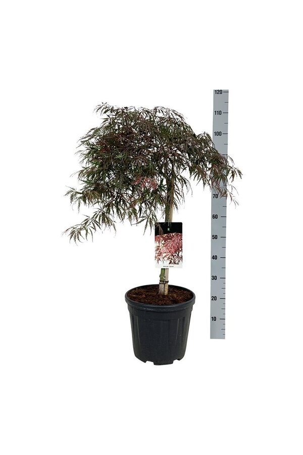 Esdoorn Acer Garnet