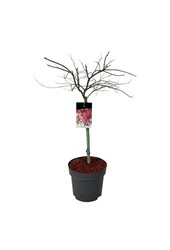 Esdoorn Acer Garnet