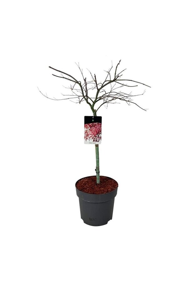 Esdoorn Acer Garnet