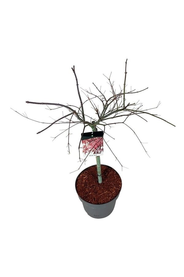 Esdoorn Acer Garnet