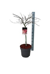 Esdoorn Acer Garnet
