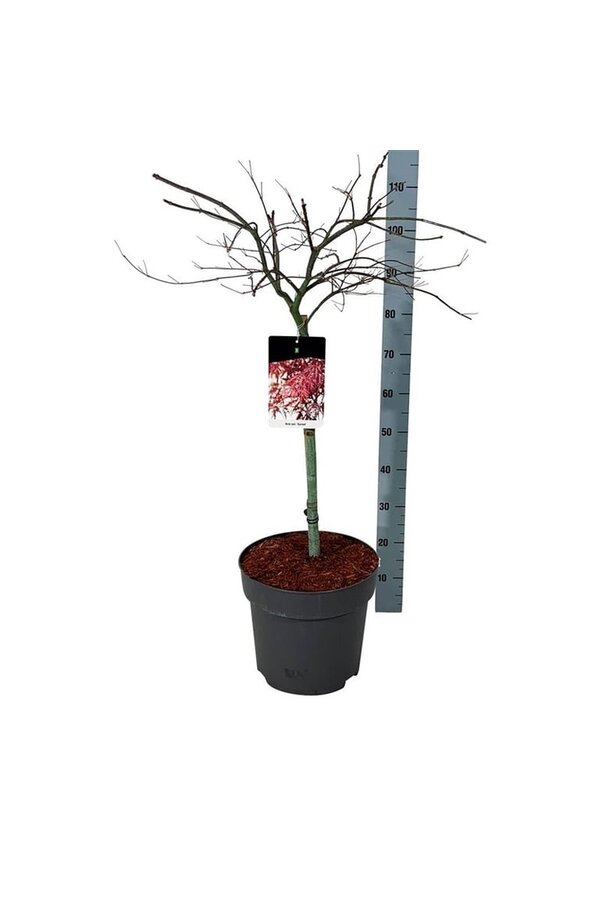 Esdoorn Acer Garnet