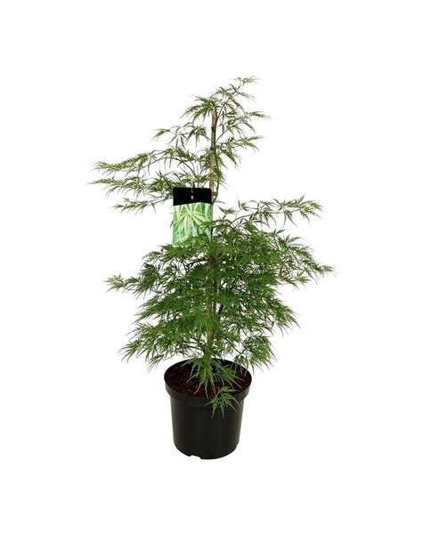 Acer