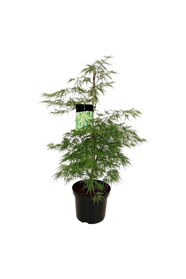 Esdoorn Acer Dissectum