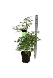 Érable Acer Dissectum