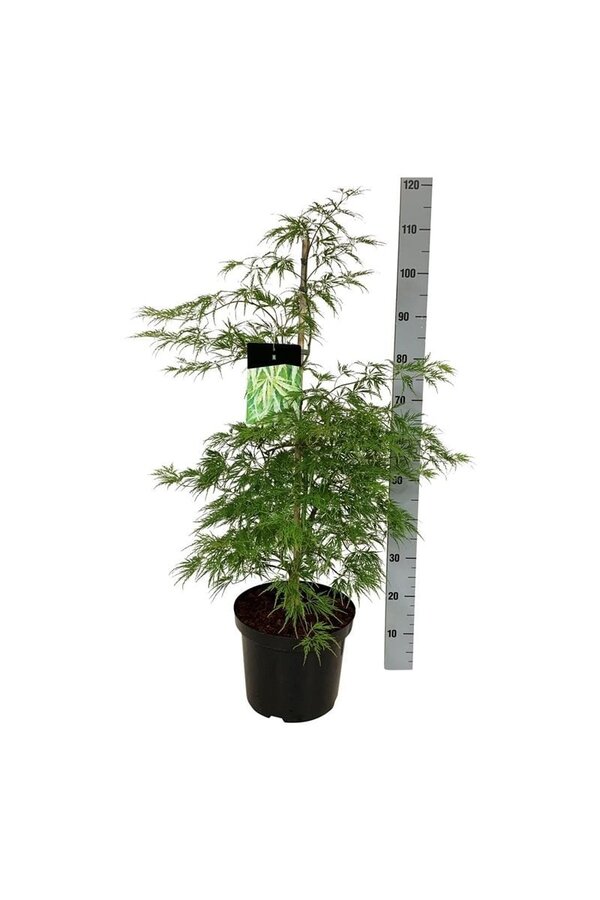 Esdoorn Acer Dissectum