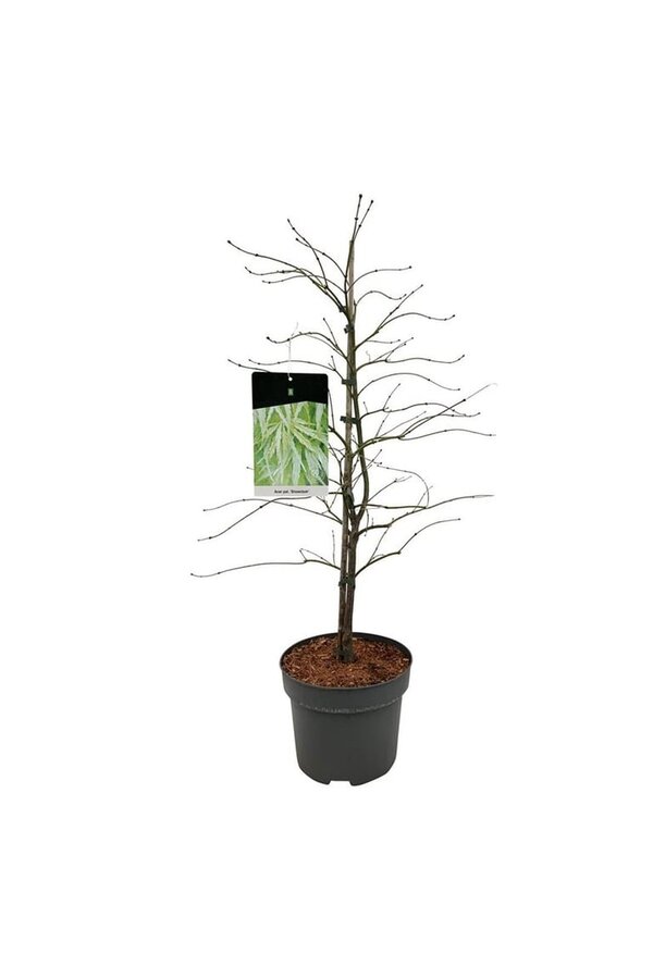 Érable Acer Dissectum