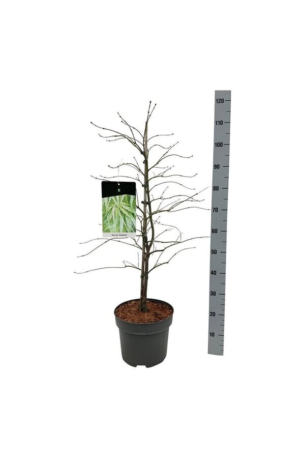 Esdoorn Acer Dissectum