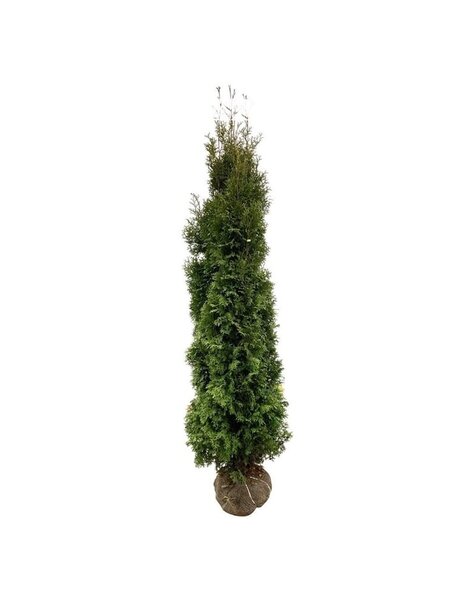 Thuja