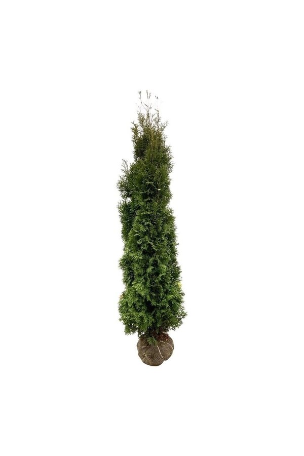 Conifeer Thuja King of Brabant PBR