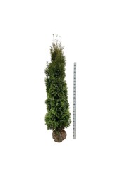 Conifeer Thuja King of Brabant PBR