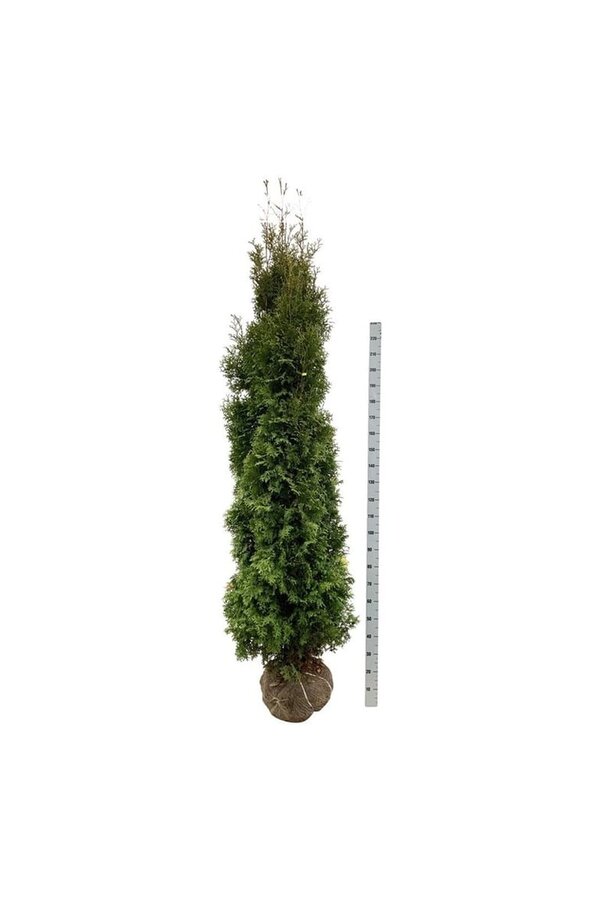 Conifeer Thuja King of Brabant PBR