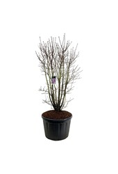 Sering Syringa Charles Joly