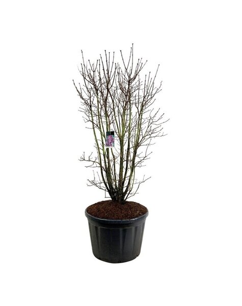 Syringa