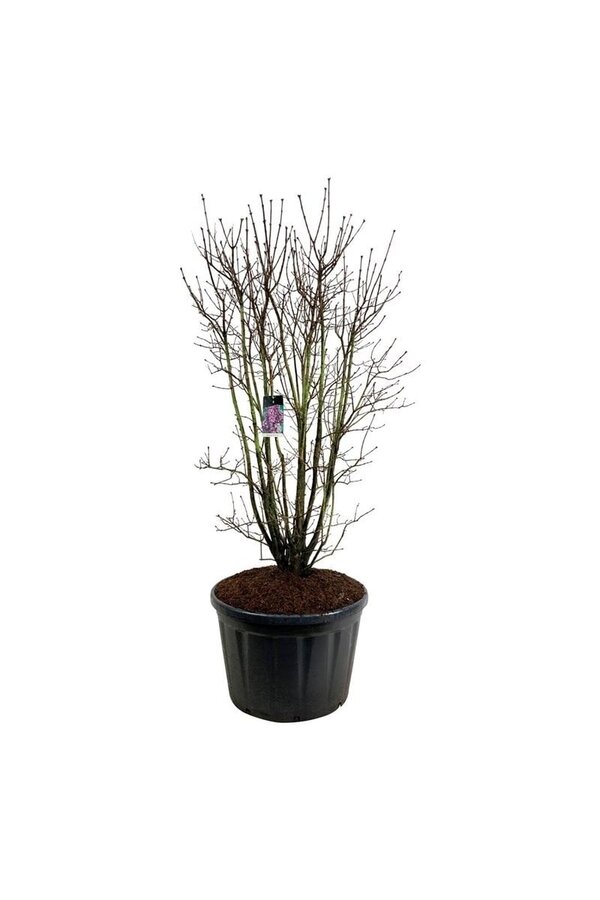 Sering Syringa Charles Joly
