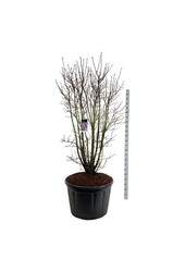 Sering Syringa Charles Joly