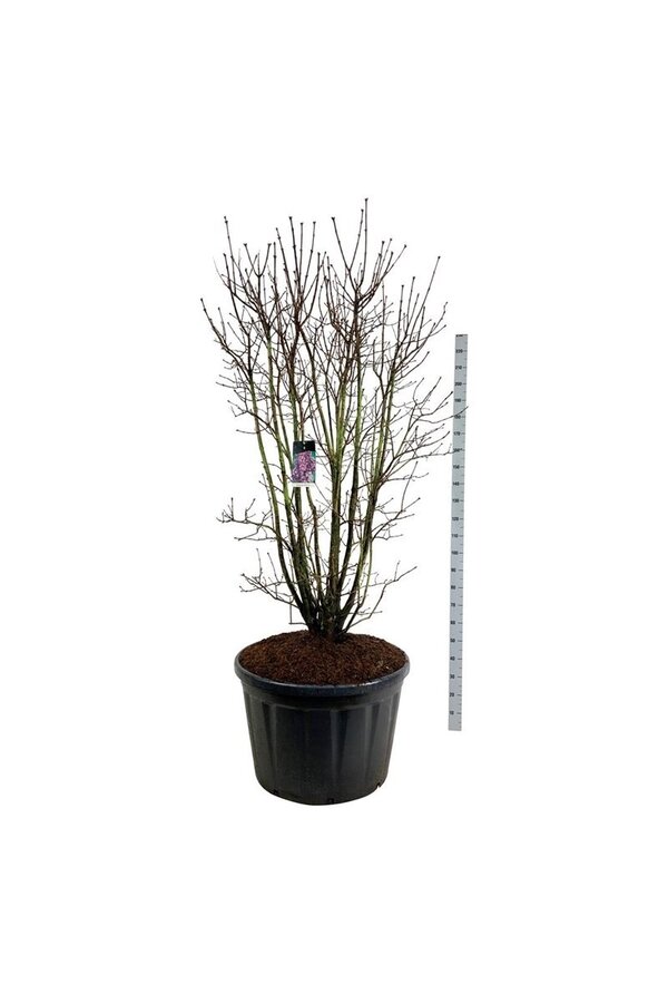 Sering Syringa Charles Joly