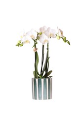Orchidée Phalaenopsis blanche Amabilis + Pot Painted Stripe vert
