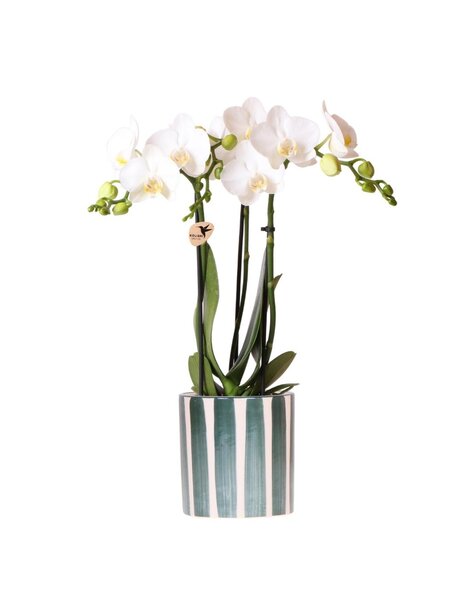 Kolibri Orchids Orchidee