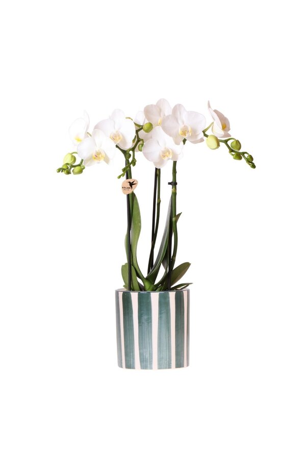 Orchidée Phalaenopsis blanche Amabilis + Pot Painted Stripe vert