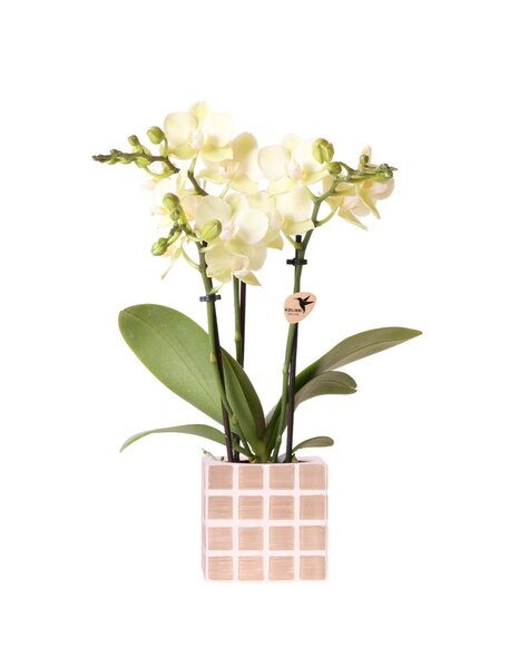 Kolibri Orchids Orchidee