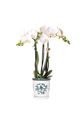 Orchidée blanche Amabilis + pot décoratif Malaga vert