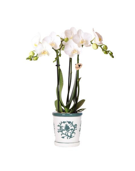 Kolibri Orchids Orchidee