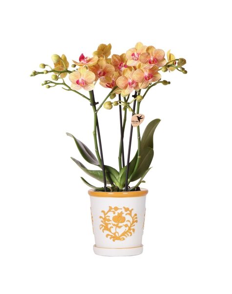 Kolibri Orchids Orchidee