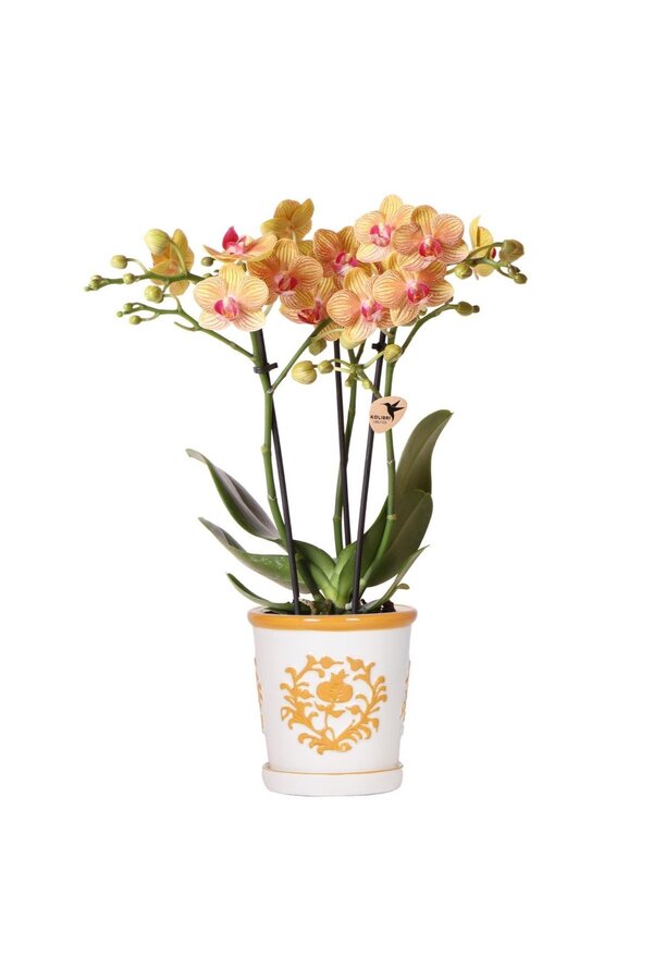 Orchidée orange Jamaica + pot décoratif Malaga orange