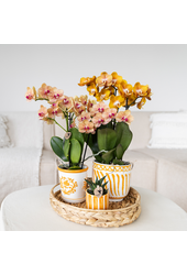 Orchidée orange Jamaica + pot décoratif Malaga orange