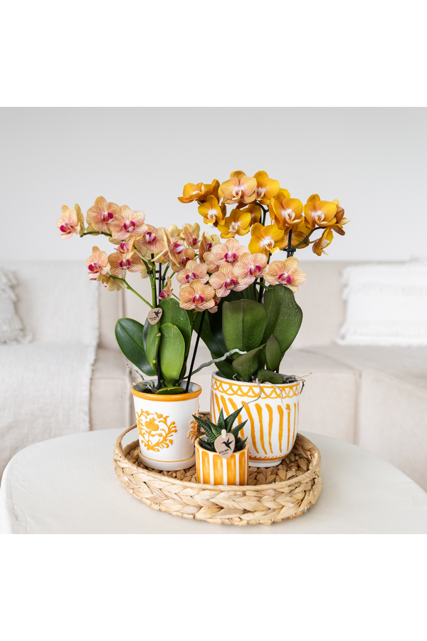 Orchidée orange Jamaica + pot décoratif Malaga orange