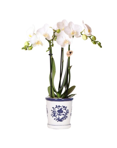Kolibri Orchids Orchidee