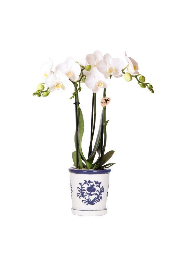 Orchidée blanche Amabilis + pot décoratif Malaga bleu