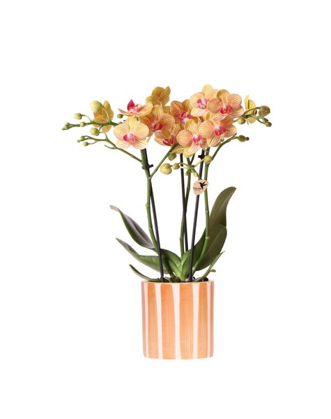 Kolibri Orchids Orchidee