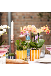 Orchidée Phalaenopsis orange - Jamaica + pot Painted Stripe orange