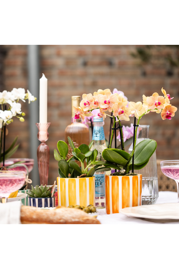 Orchidée Phalaenopsis orange - Jamaica + pot Painted Stripe orange