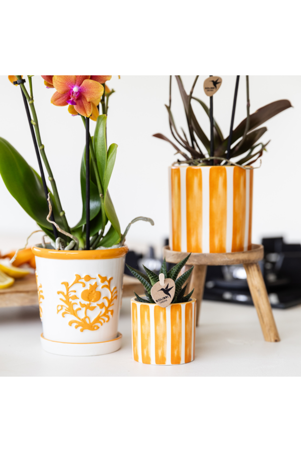 Oranje Phalaenopsis orchidee - Jamaica + Painted Stripe pot oranje