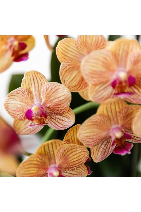 Oranje Phalaenopsis orchidee - Jamaica + Painted Stripe pot oranje