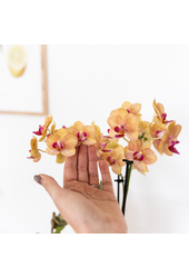 Oranje Phalaenopsis orchidee - Jamaica + Painted Stripe pot oranje