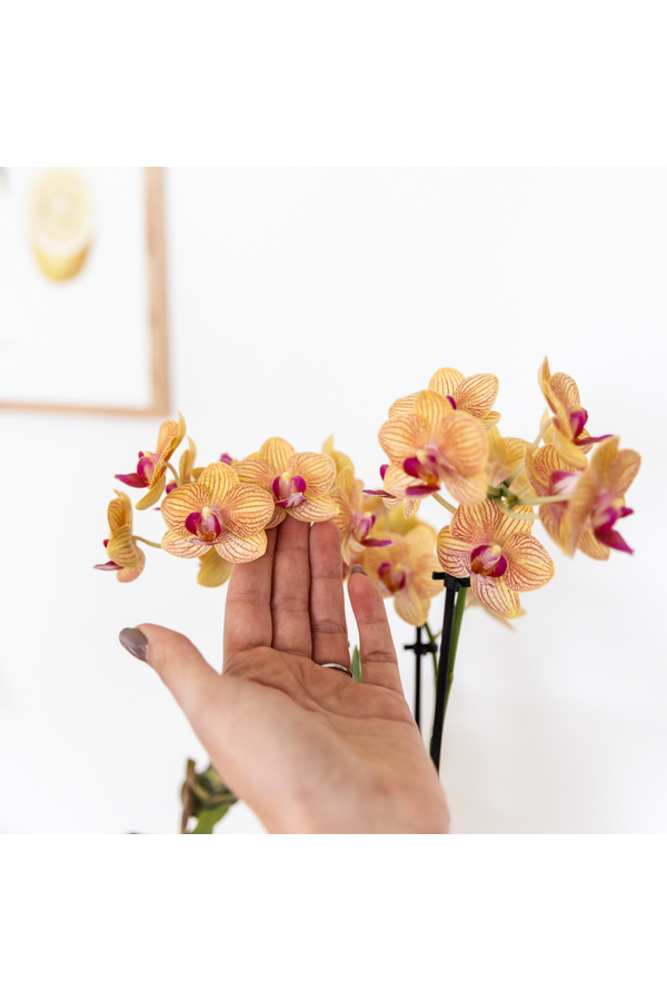 Oranje Phalaenopsis orchidee - Jamaica + Painted Stripe pot oranje
