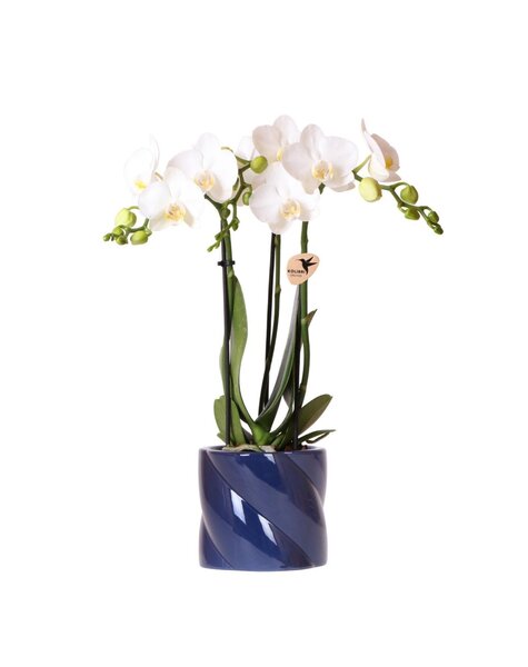 Kolibri Orchids Orchidee